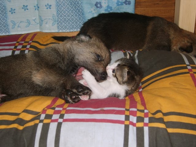 AMICI SI PUO'