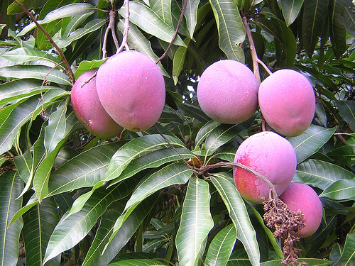 Gambar Buah Mangga  GambarBinatang.Com