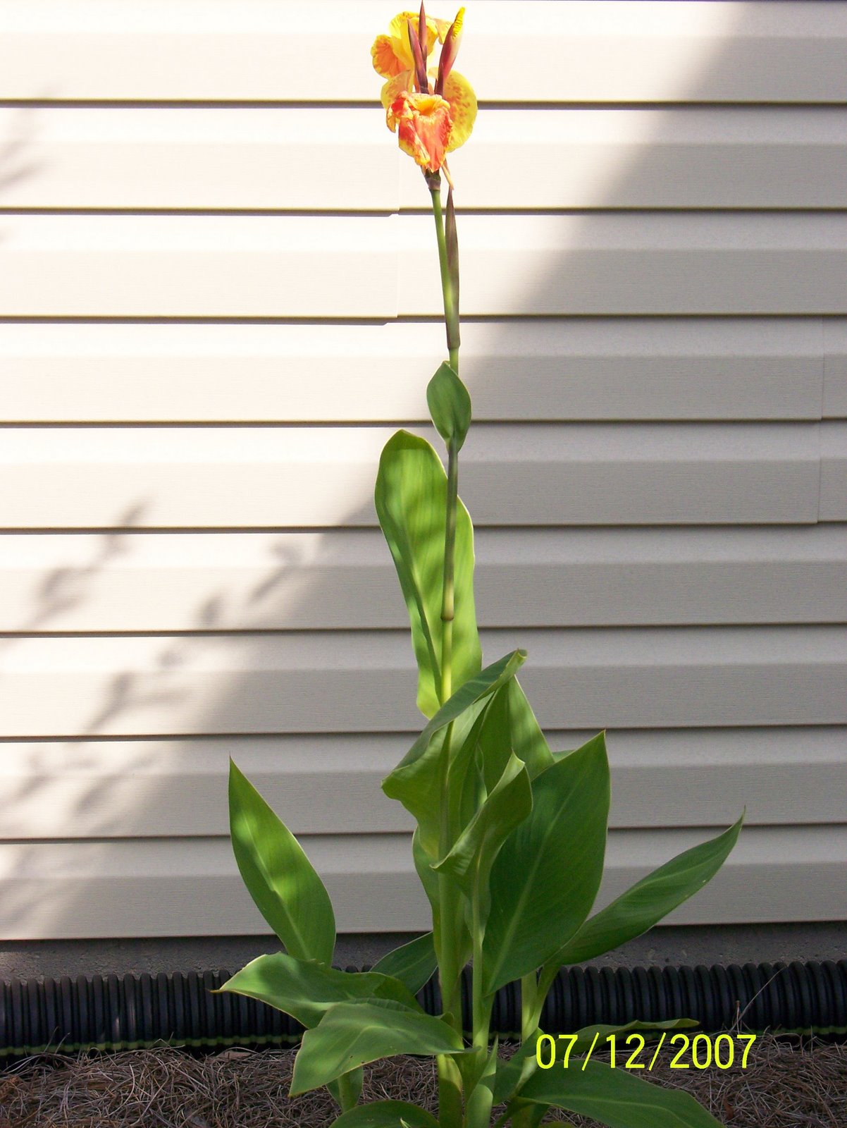 [Canna+Lily+in+Bloom.jpg]