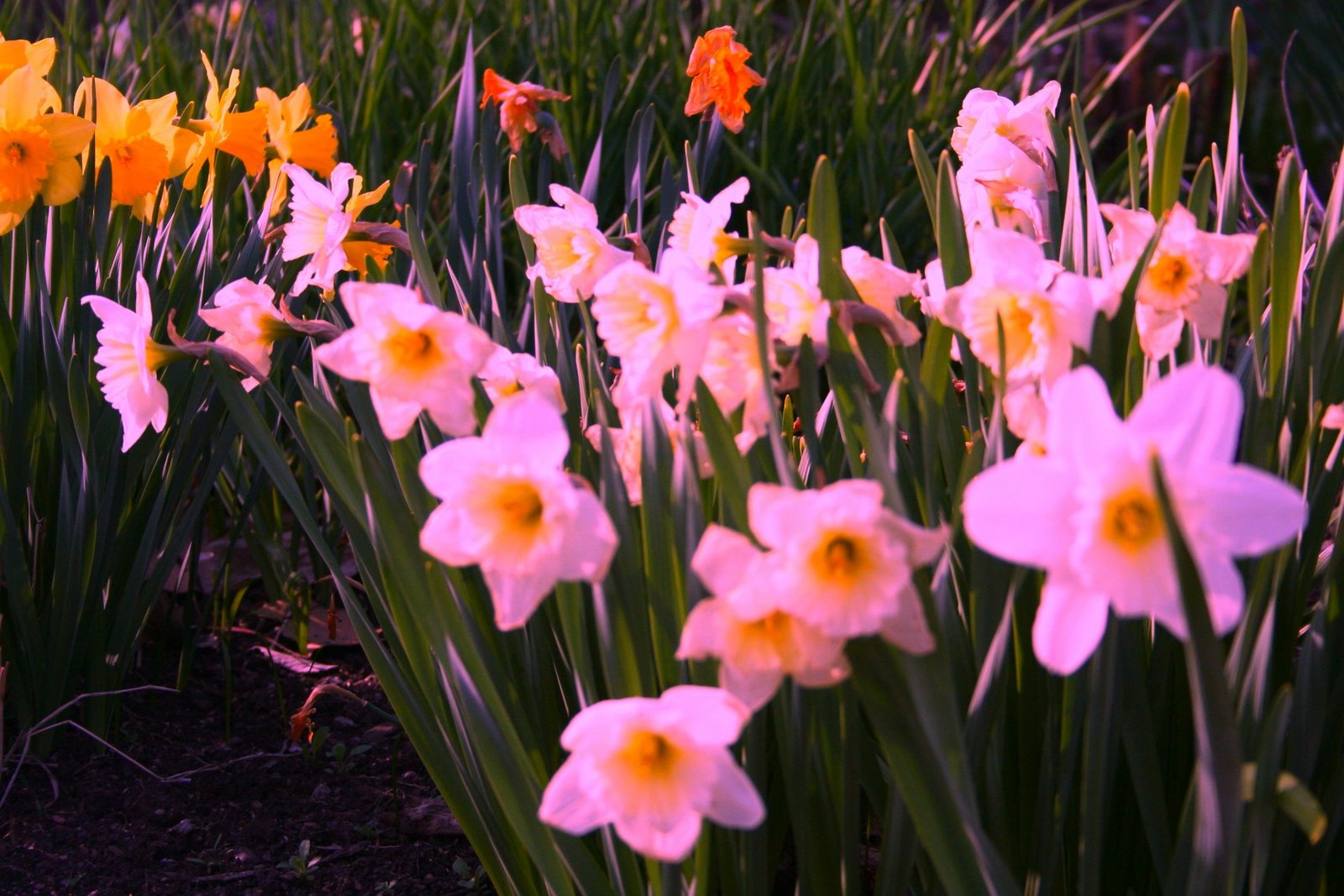 [Spring+flower+Tulip14.JPG]