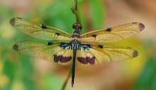 The work of the dragonfly