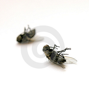 [mosche-guasti-thumb32609.jpg]