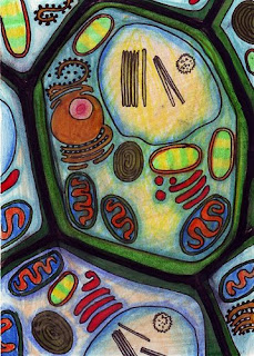 Plant cell (artwork) - Photo by R.W.W. (Ambra Galassi)
