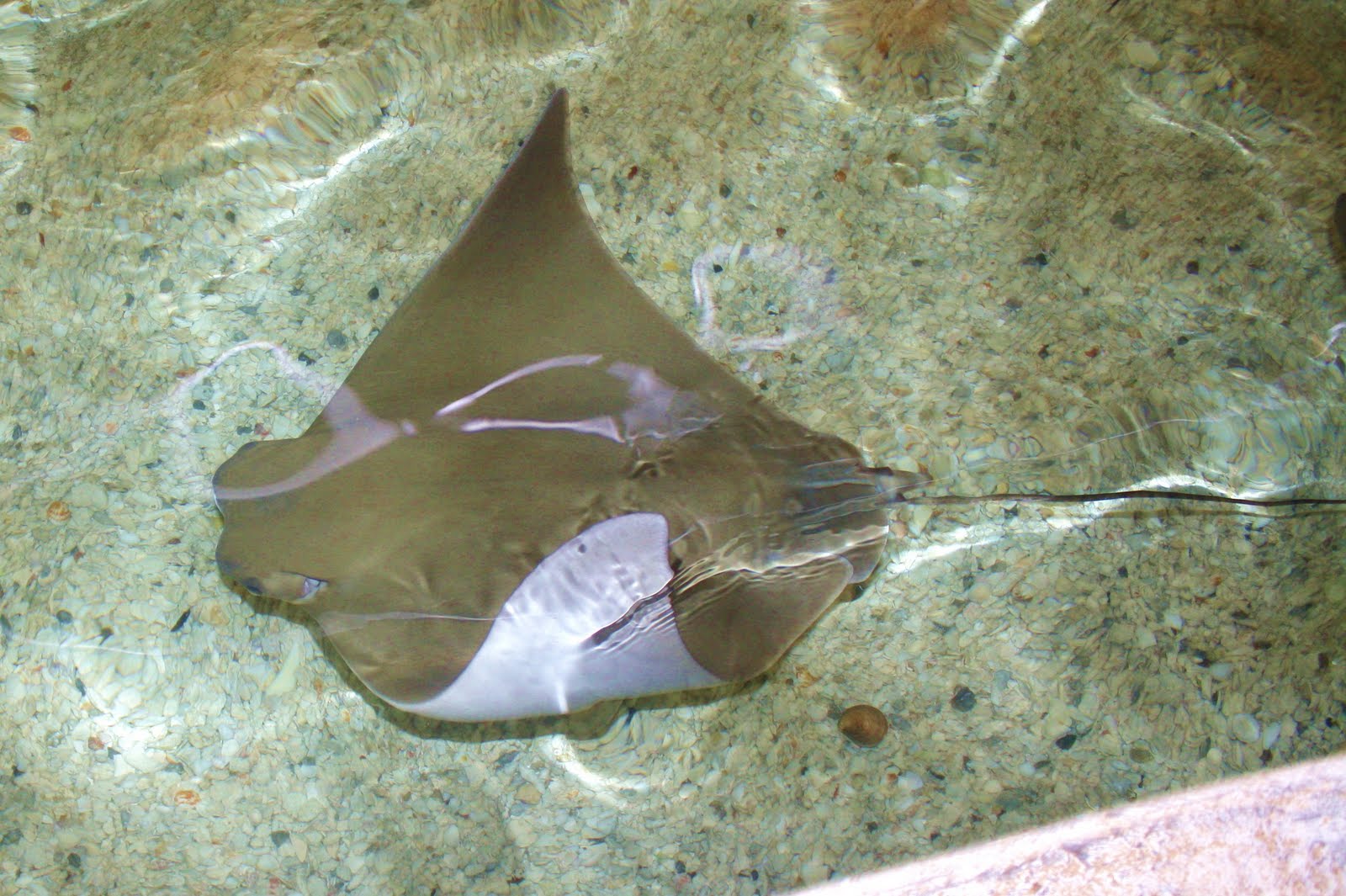 Reflections of the Rasmussens: Stingray Fun at Caribbean Cove!