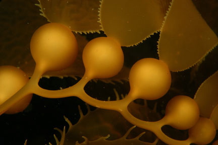 [kelpbulbs.jpg]