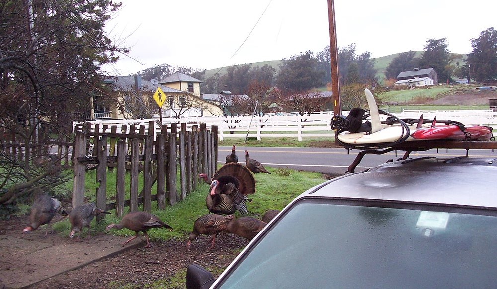 [dales_turkeys.jpg]