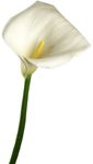 flower's