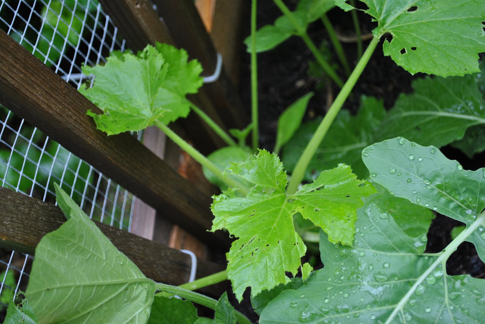 Ramble On Rose What is eating my squashes??
