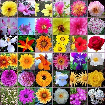 Hay una gran variedad de flores curativas en los bosques , desiertos y diferentes lugares del mundo