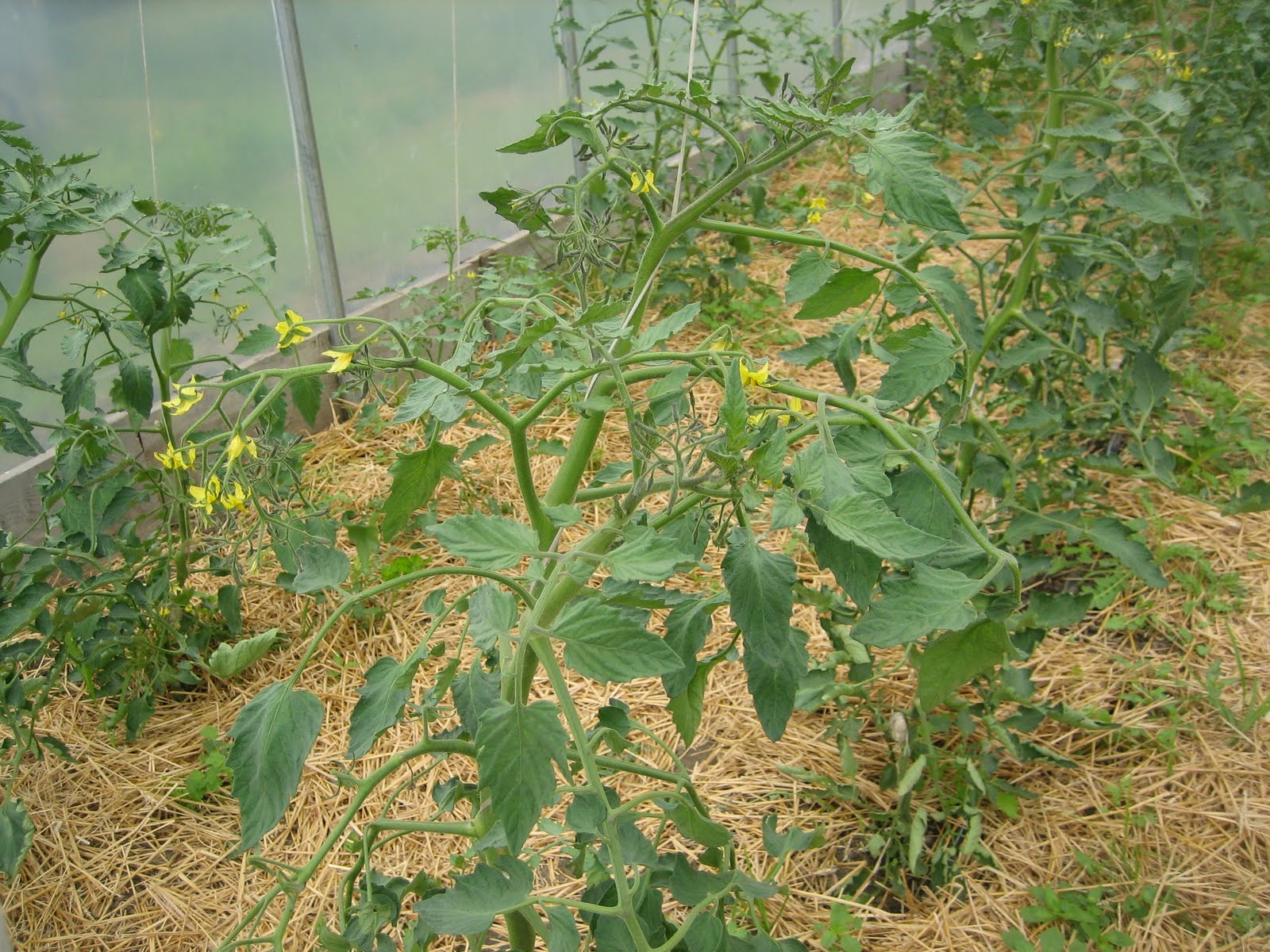 Have You Ever Picked A Carrot?: You Say Tomato, Guess What?...So Do I