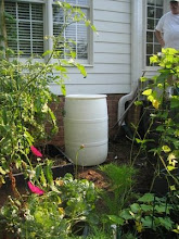 Rain barrel in its place in the vegetable garden