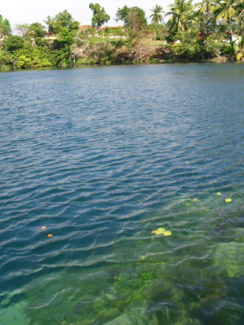 Laguna rodeada de carrizos...: La linea de cenotes y el cenote de la bruja
