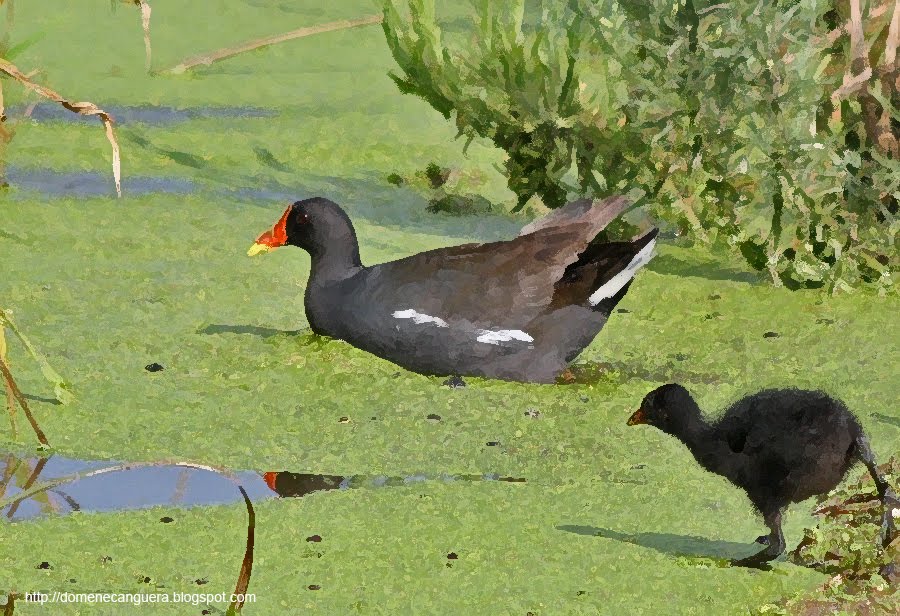 QUADERN DE CAMP POLLA D'AIGUA (Gallinula chloropus)