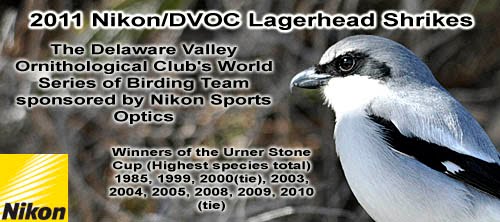 2011 Nikon/DVOC Lagerhead Shrikes