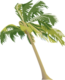 Realistic Palm Tree Clip Art image