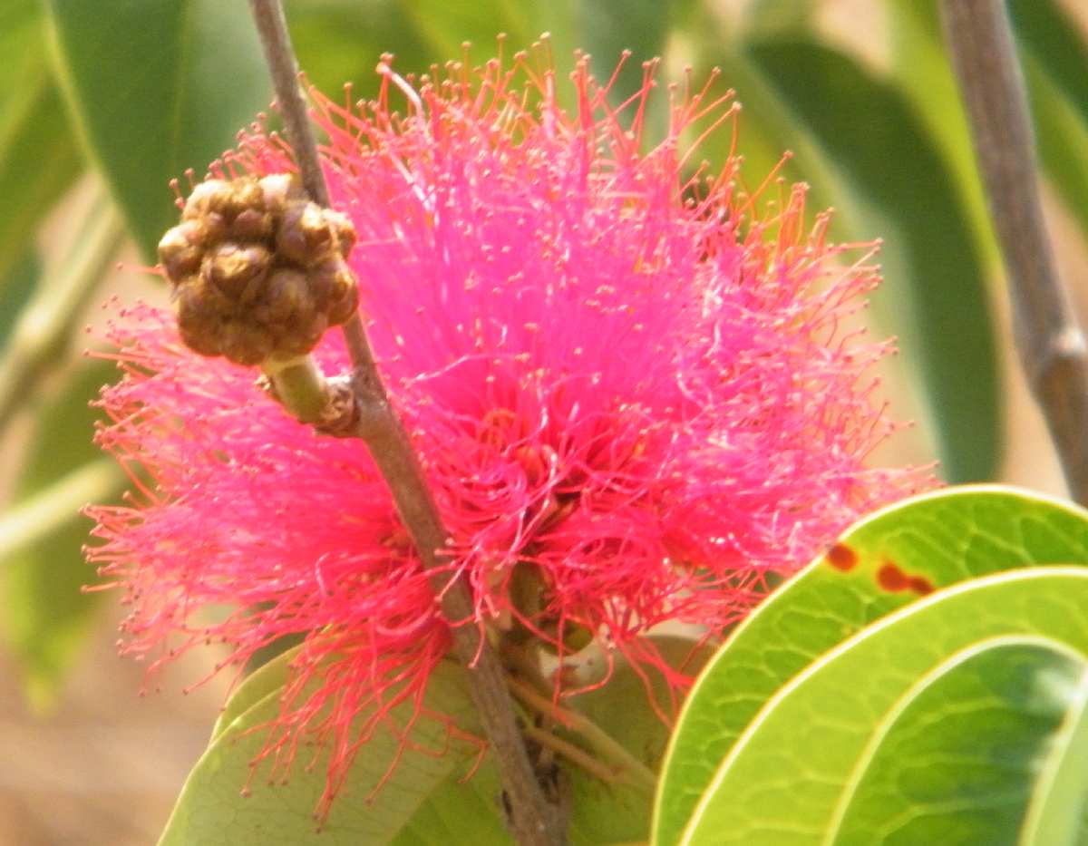 Blog do Ramon Lamar Parque Nacional da Serra do Cipó