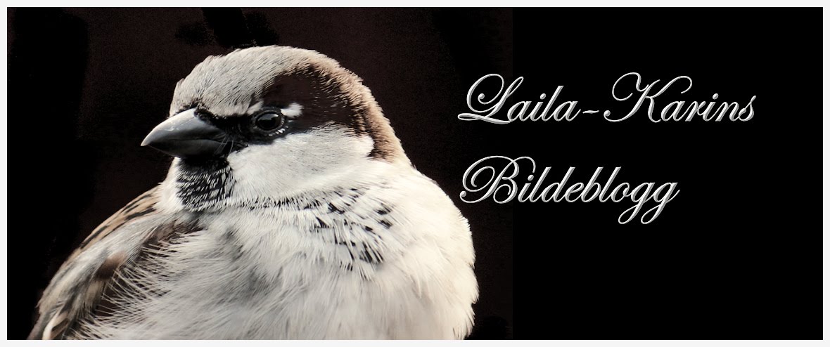 Laila-Karins bilder