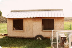 coop chicken movable ranch trip field farm recently built they