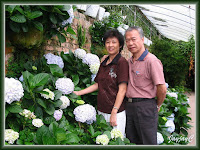 John and Jacq amongst the hydrangeas at Cactus Valley, Cameron Highlands