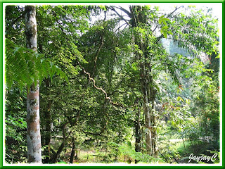 Tropical rainforest at Rimba Ilmu Botanic Garden (Forest of Knowledge), Universiti Malaya