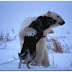 Amor y cariño entre un perro y un oso polar