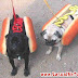hot dog, perritos calientes con carne de perro
