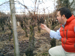 El Director del Aula del Vino