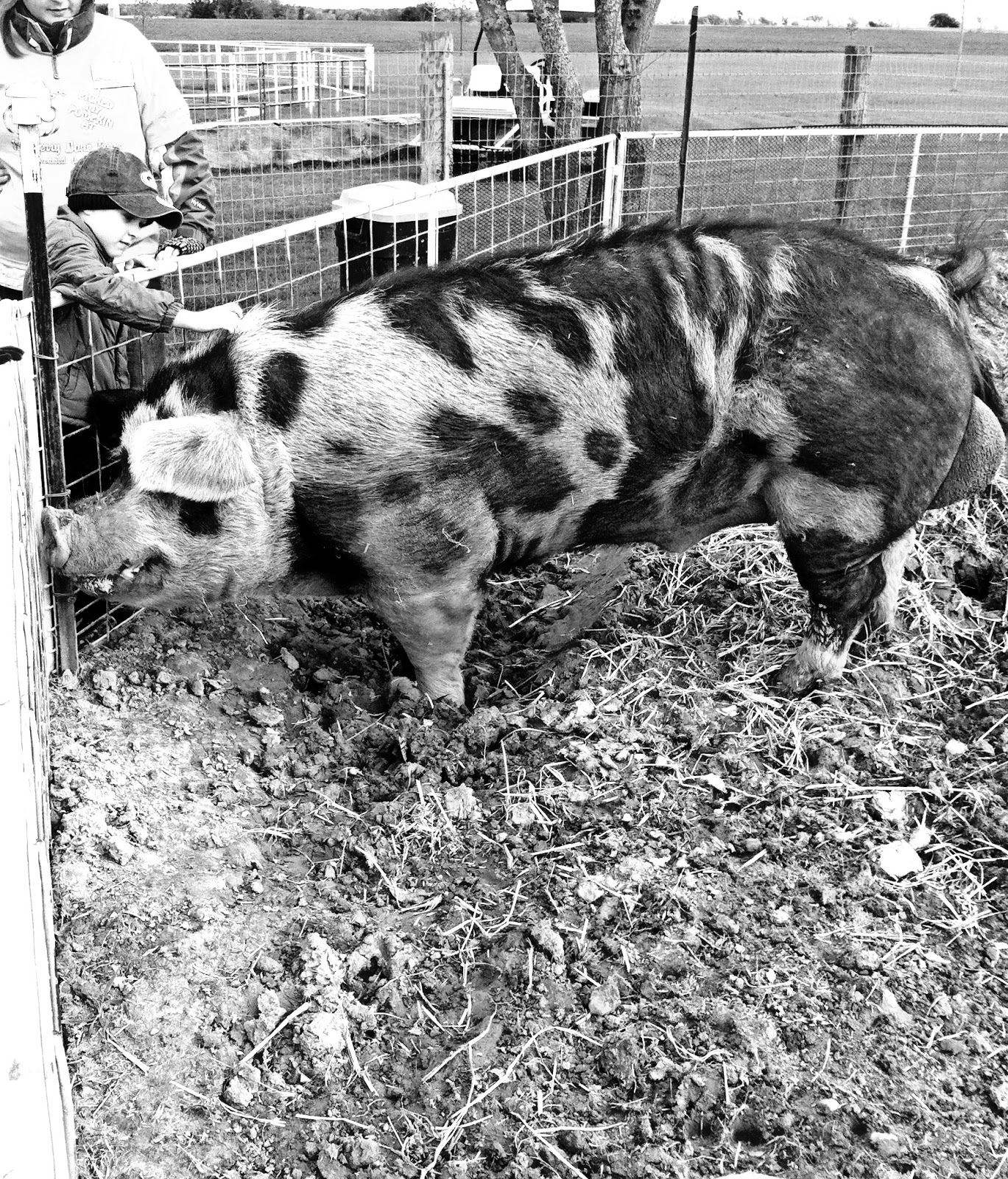 Got to pet a 900 pound pig at the farm. Big pigs = BIG SMELLS