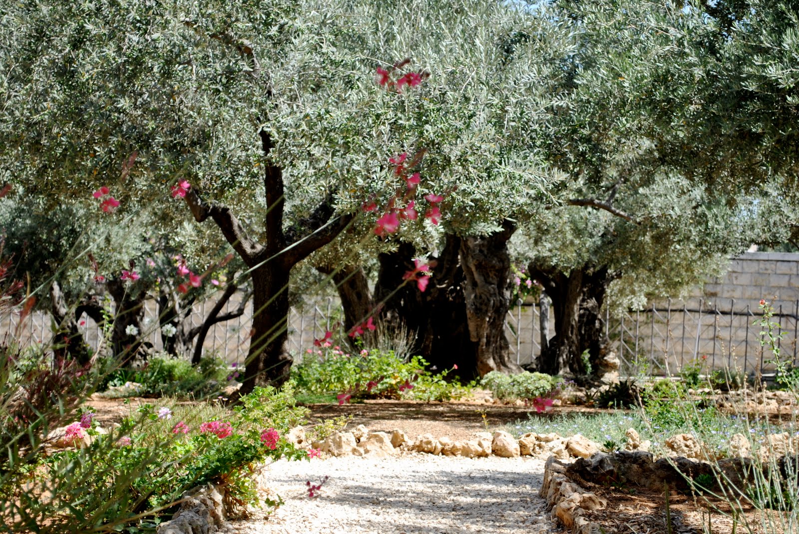 Garden of Gethsemane Pitter Patter