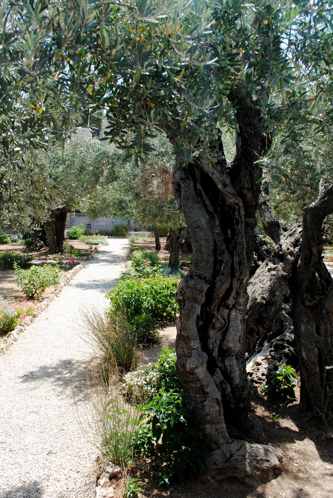 Garden of Gethsemane Pitter Patter