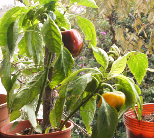 Paisajes y jardines: Huerta en el balcón