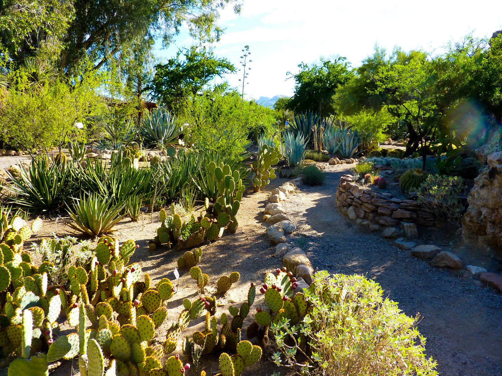 ARIZONA SKIES: Bryce Thompson Arboretum