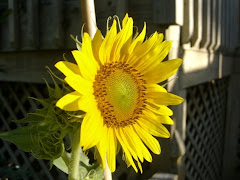 Sunflower Beauty!