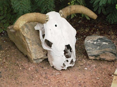 Yuma Skull