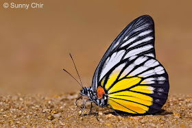 Pieridae Butterfly-Prioneris philonome themana 7-18 - Malaysia m Butterfly 