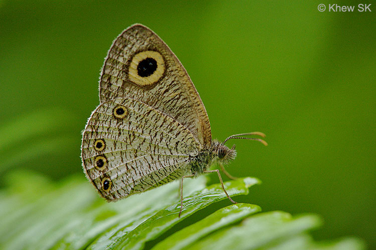 Butterflies Of Singapore Observation Notes On The