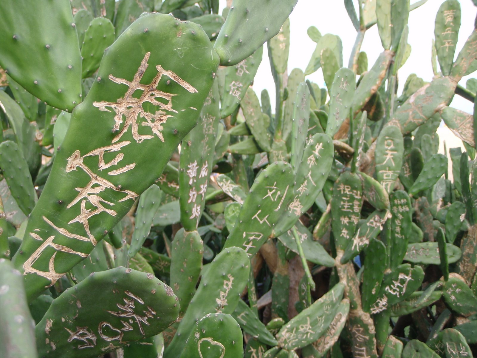[Chinese+Cactus+Graffiti.JPG]