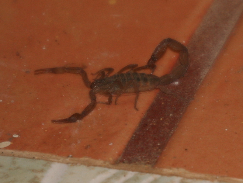 [scorpion.jpg]