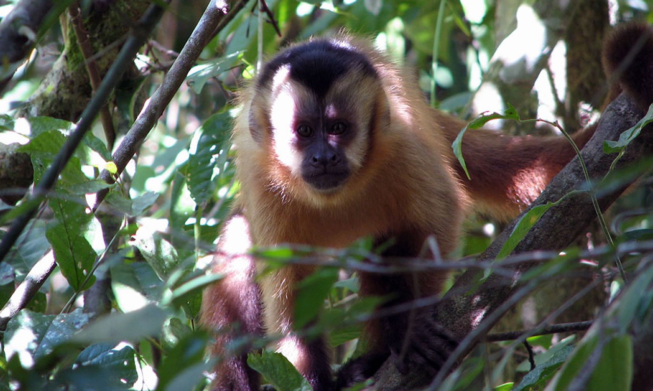 Animais do Pantanal Macaco Prego
