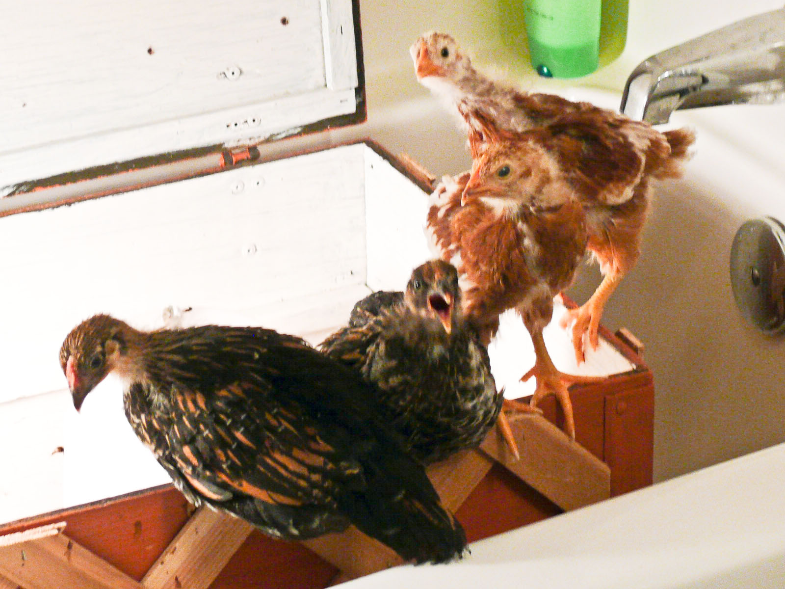 [Chooks-2.jpg]