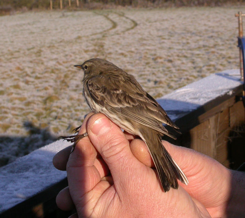 [Water-Pipit-in-hand.jpg]