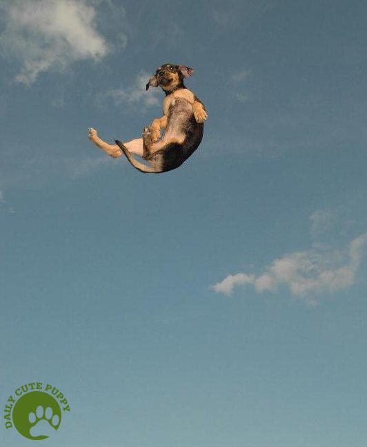 Webschnorcheln Fliegende Hunde