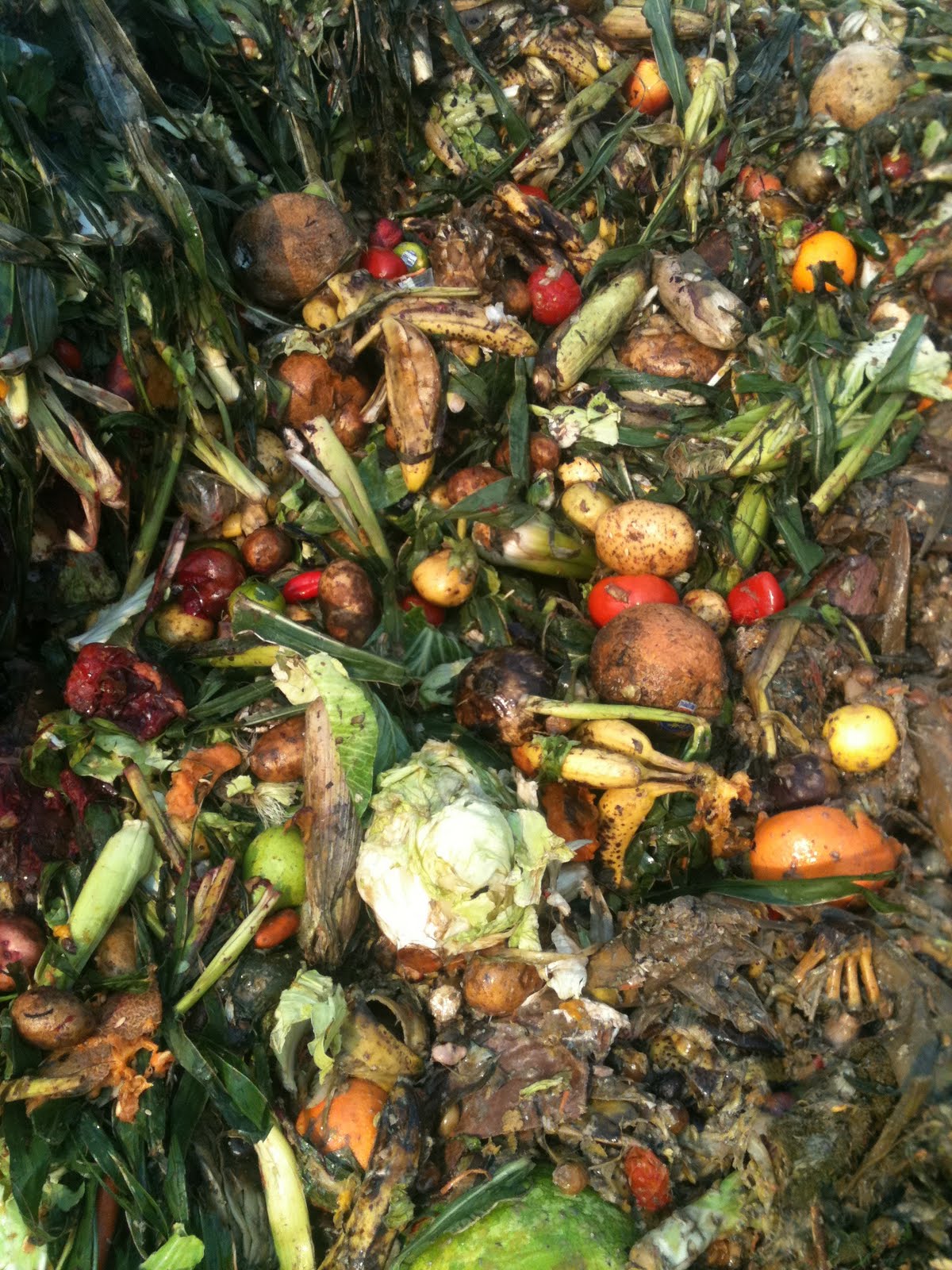 meat what on earth am i feeding my pigs?