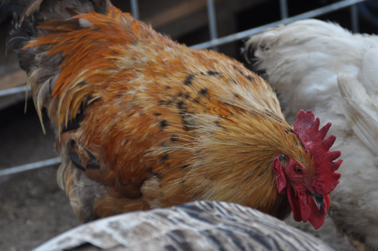 meat Heritage roosters