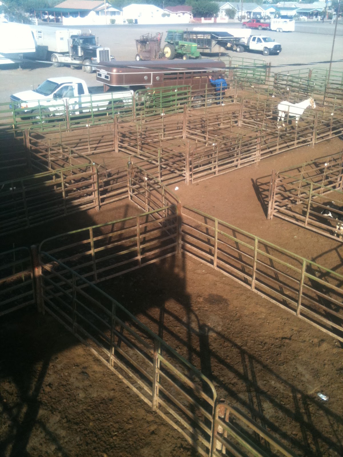 meat Livestock auction and stockyard design