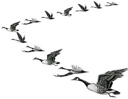 geese formation flying fly birds form