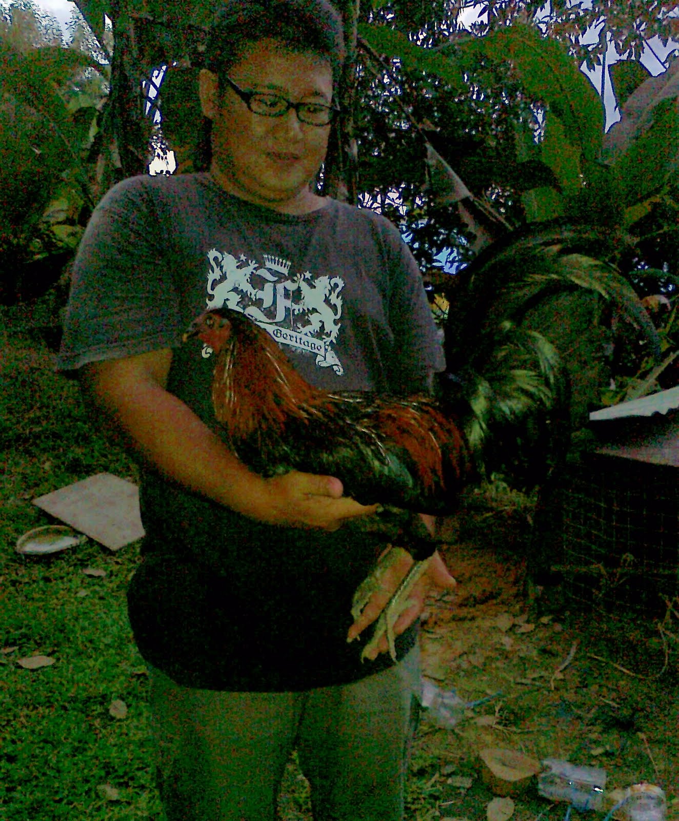 PENYABUNG (GAME) FARM Mayrif A Backyard Gamefowl Breeder