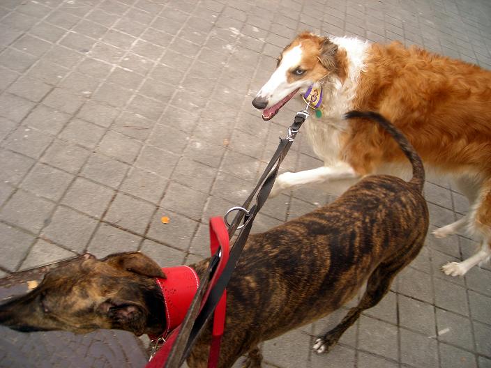 Mi Perro Me Da Golpes Con El Hocico