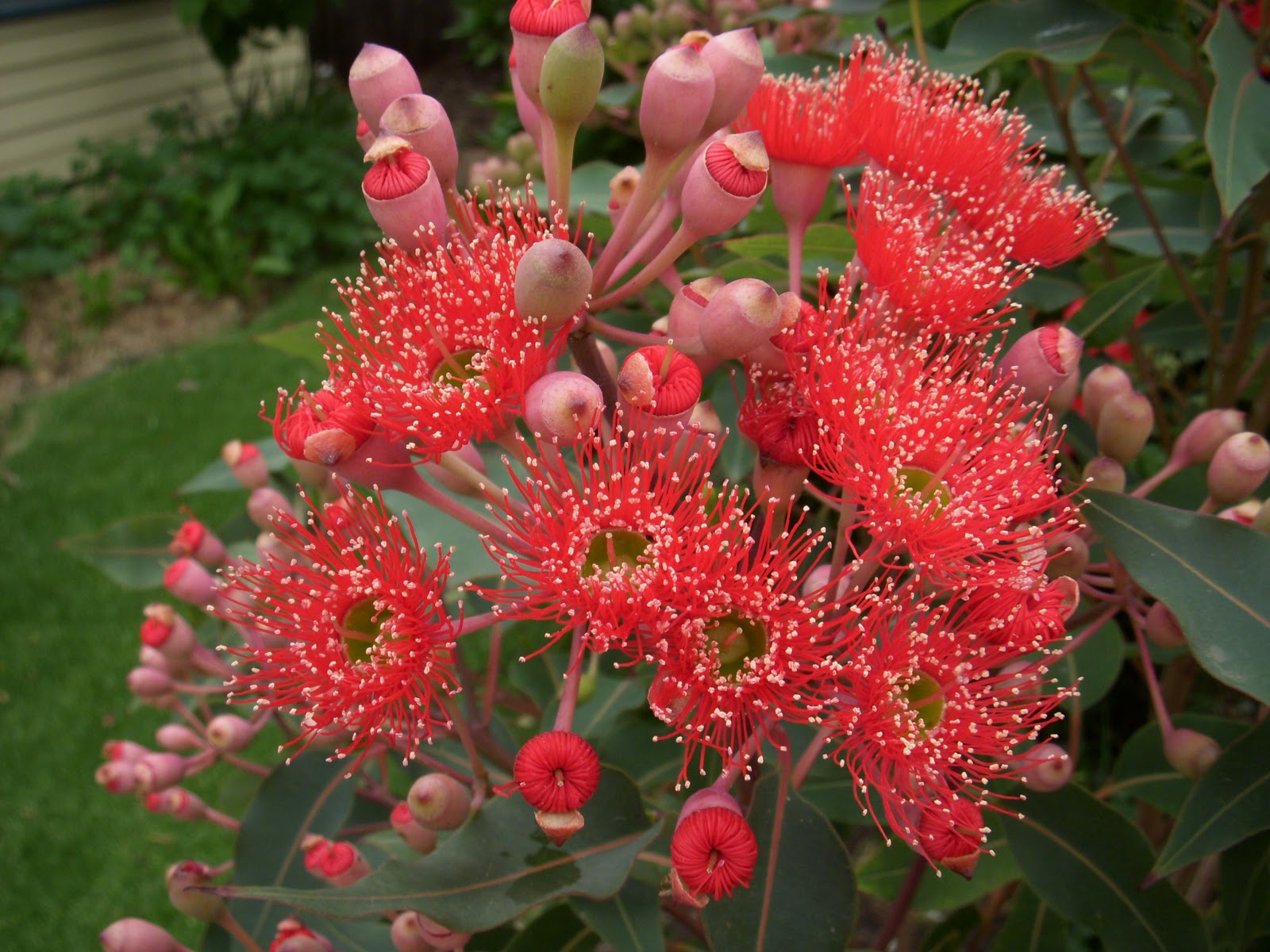 Spring Blossom Quilts Red Flowering Gum Tree