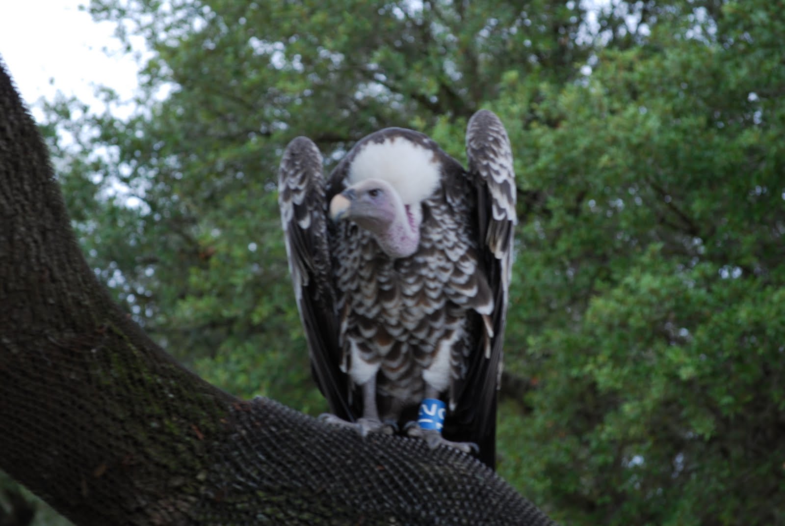 Ruppel's Griffon Vulture
